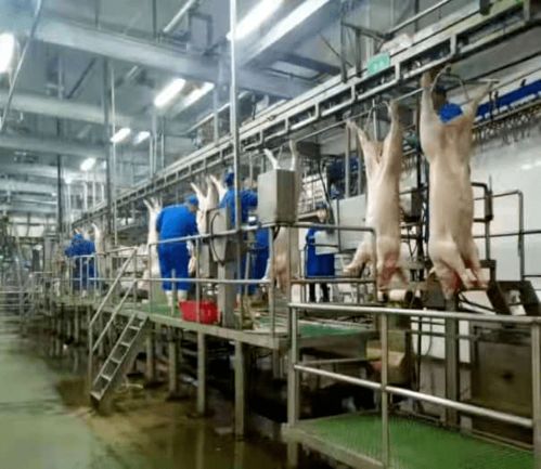 湖州南潯華統(tǒng)成功創(chuàng)建全國生豬屠宰標(biāo)準(zhǔn)化示范廠